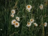 The Meaning of Daisy Flowers (Image From: Pexels/Irina Iriser)