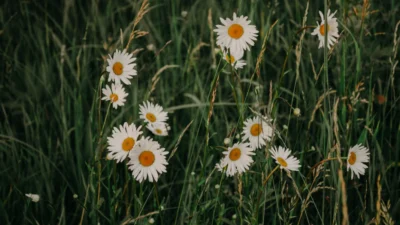 The Meaning of Daisy Flowers (Image From: Pexels/Irina Iriser)