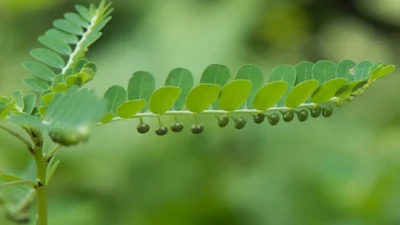 Obat Herbal Batu Empedu. (Sumber Gambar: FairWild Foundation)