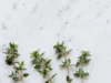 Manfaat Tanaman Thyme (Image From: Pexels/Karolina Grabowska)