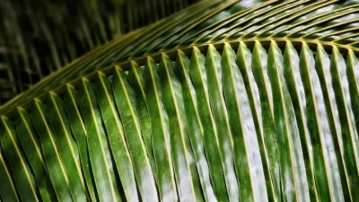 Daun Kelapa. (Sumber Gambar: coconutvietnam)