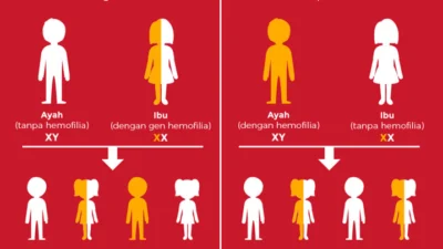 Penyakit Menurun Seperti Hemofilia disebabkan oleh