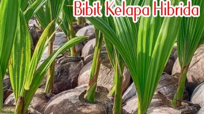 Kelapa Hibrida