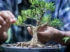 Cara Tanam Bonsai di Rumah