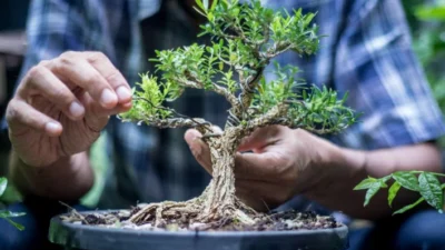 Cara Tanam Bonsai di Rumah