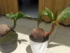 Cara Merawat Bonsai Kelapa