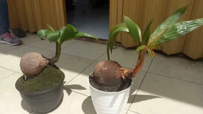 Cara Merawat Bonsai Kelapa