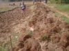 Petani Desa Margahayu Bangun Jalan Secara Swadaya