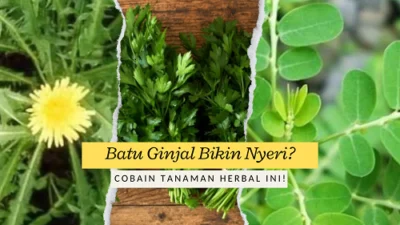 Batu Ginjal Bikin Nyeri? Yuk, Cobain Tanaman Herbal Ini!