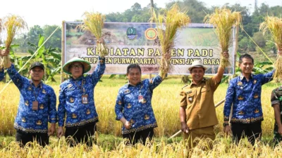 Pj Bupati Purwakarta Bersyukur Panen Raya di Tengah El Nino