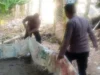 Diduga Bocor, Penjudi Sabung Ayam di Karawang Kabur Sebelum Digerebek
