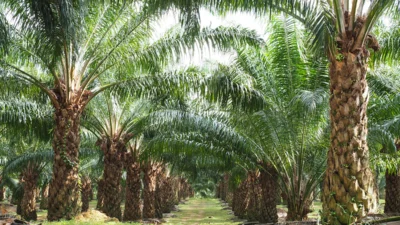 kelapa sawit