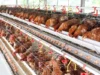 Ternak Ayam Petelur dengan Teknologi Terbaru Untung Berlipat Ganda