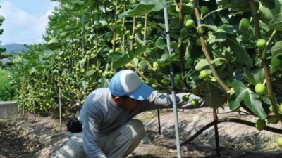 Budidaya Buah Tin di Indonesia: Panduan Lengkap untuk Sukses dalam Iklim Tropis