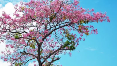 Pohon Sakura Ikon Budaya dan Anugerah dari Alam