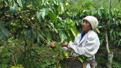 Potensi Perkebunan Kopi di Subang Menembus Pasar Internasional