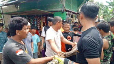 Ular Phyton Berukuran 5 Meter Gegerkan Warga Karawang