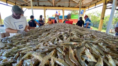 Simak Yu Disini, Tentang Budidaya Udang yang Menguntungkan!