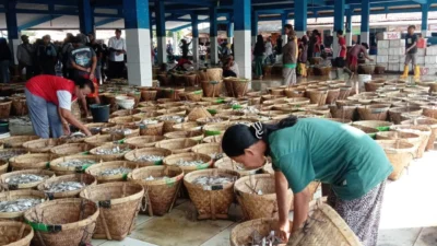 Produksi Ikan di Subang Tinggi, Tapi Konsumsi Masyarakatnya Rendah