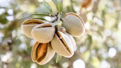 Pohon Almond