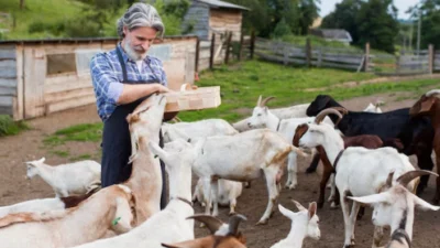 Beginilah Cara Memulai Usaha Ternak Kambing