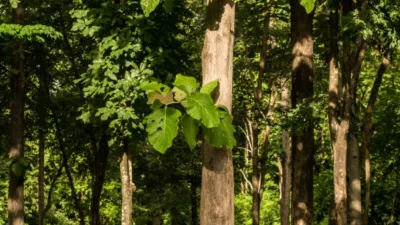 Keunggulan Pohon Jati yang Bakal Bikin Kamu Terkejut, Pohon si Paling Berkualitas (Image From: Tree Spirit Wisdom)