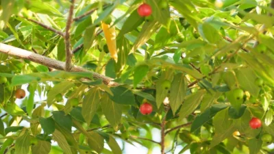 Pohon Kersen. (Sumber Gambar: Bobo.ID - Grid.ID)