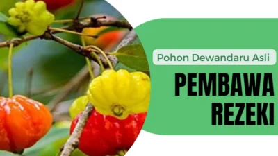 Pohon Dewandaru Asli Pembawa Rezeki