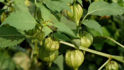 Pohon Ciplukan yang Penuh dengan Khasiat Baik, Buahnya Suka Ngumpet, nih (Image From: Flora of Bangladesh)