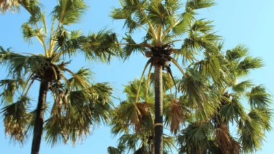 Pohon Buah Lontar yang Unik dan Menarik, Punya Jenis Kelamin? (Image From: Tukang Taman Surabaya)