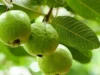 7 Manfaat Daun Jambu Biji untuk Rambut