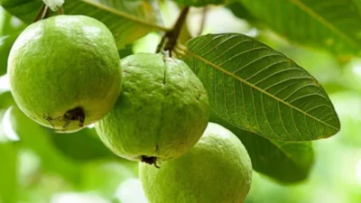 7 Manfaat Daun Jambu Biji untuk Rambut