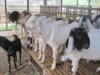 Ternak Kambing Modal 2 Juta