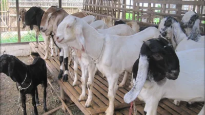 Ternak Kambing Modal 2 Juta