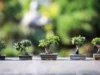 Cara Membuat Bonsai Keren