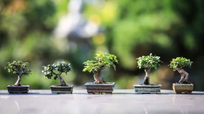 Cara Membuat Bonsai Keren