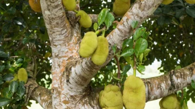 Manfaat Pohon Nangka