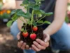 Cara Menanam Pohon Strawberry