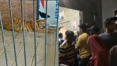 Berepa Gaji ART yang Tugasnya Beri Makan Harimau? Majikan Terancam Pasal Berlapis