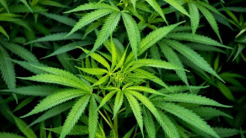 Fakta Menarik Pohon Ganja Sebagai Tanaman Penyembuh Pasundan Ekspres