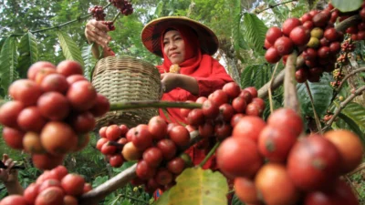 Kopi Subang, Kopi dengan Cita Rasa Khas Jawa Barat