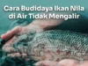 Cara Ternak Ikan Nila