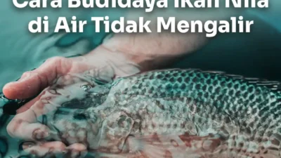 Cara Ternak Ikan Nila