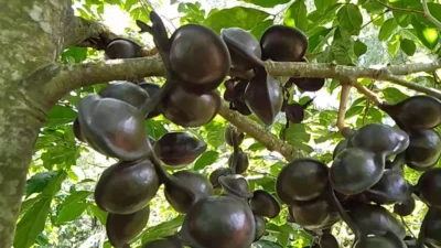 Cara Menanam Pohon Jengkol Untuk Pemula, Buah Dengan Bau Khas Namun Hasilkan Untung Berlimpah (image from screenshot Youtube WG channel)