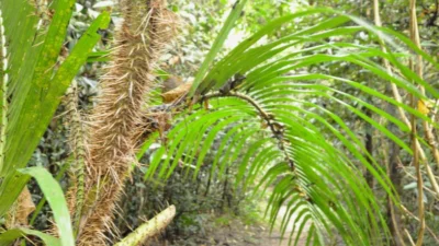 Mengenal Manfaat Pohon Rotan, Tanaman Berkualitas Tinggi yang Mudah Ditemukan (image from website lindungihutan)