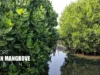 Hutan Mangrove Subang