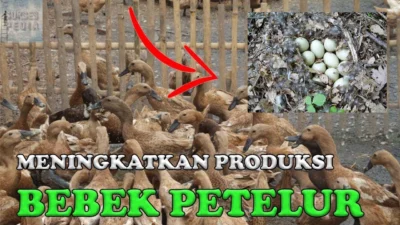 Cara Ternak Bebek Petelur Untuk Pemula, Yuk Ikuti Tips Berikut ini