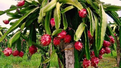 pohon buah naga