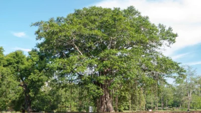 Mengenal Pohon Hayat