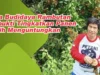 Cara Budidaya Pohon Rambutan